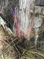 Tillandsia bartramii
