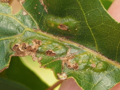 Melikaiella ostensackeni