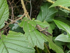 Abisares viridipennis