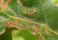 Melikaiella ostensackeni