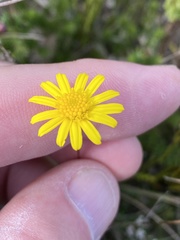 Euryops ericoides