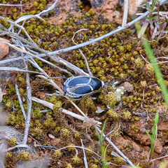 Phyllodromica marginata