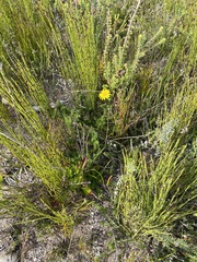 Euryops ericoides