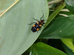 Oncopeltus famelicus