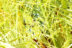Icterus pyrrhopterus