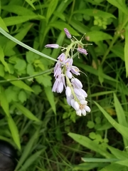 Orbexilum pedunculatum