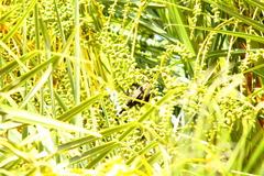 Icterus pyrrhopterus