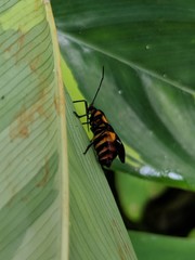 Oncopeltus famelicus