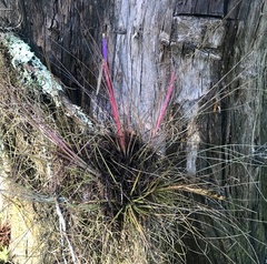 Tillandsia bartramii