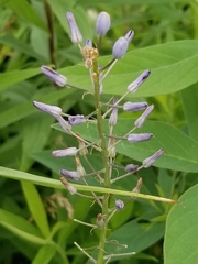 Orbexilum pedunculatum