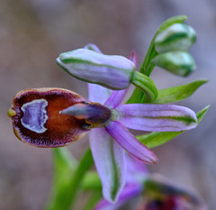 Ophrys bertolonii bertolonii