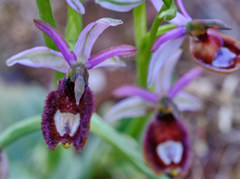 Ophrys bertolonii bertolonii