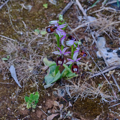 Ophrys bertolonii bertolonii
