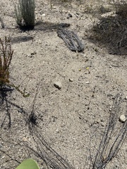 Nemacladus richardsiae