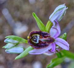 Ophrys bertolonii bertolonii