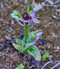 Ophrys bertolonii bertolonii