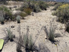 Nemacladus richardsiae