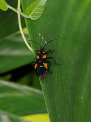 Oncopeltus famelicus