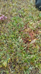 Poa unilateralis