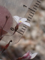 Nemacladus richardsiae