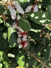 Feijoa