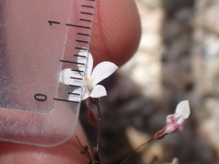 Nemacladus richardsiae