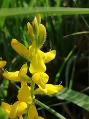 Genista germanica