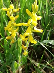 Genista germanica