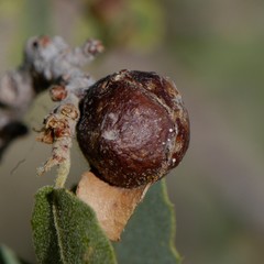 Andricus reticulatus