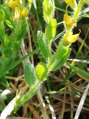 Genista germanica