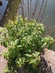 Eupatorium cannabinum