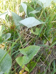 Petasites spurius