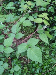 Rubus hirsutus