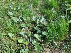 Petasites spurius