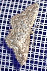Scopula inscriptata