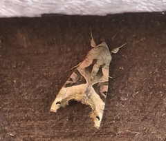 Phlogophora meticulosa