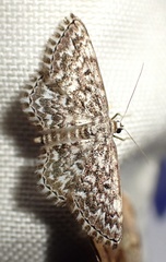 Scopula inscriptata