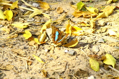 Doxocopa laurentia laurentia