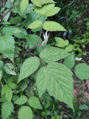 Rubus hirsutus