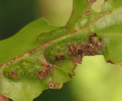 Melikaiella ostensackeni