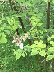 Syringa josikaea