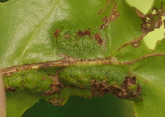 Melikaiella ostensackeni