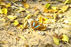 Doxocopa laurentia laurentia