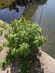 Eupatorium cannabinum