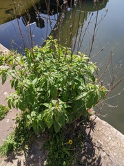 Eupatorium cannabinum