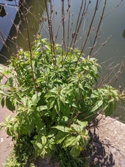 Eupatorium cannabinum