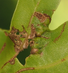 Melikaiella ostensackeni