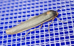 Sozusa scutellata