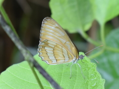 Mestra hersilia