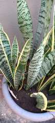 Sansevieria